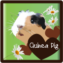 Guinea Pigs - all about Icon