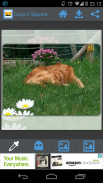 Crop n' Square - Easy crop images into a square! screenshot 4