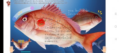 真鯛の三枚おろしに挑戦　＋　魚の王様真鯛図鑑 screenshot 12