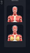 Muscle Anatomy Pro. screenshot 10