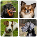 Dog Breeds - Quiz about dogs!
