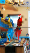 Talking Parrot Couple screenshot 2