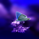 3d Butterfly Live Wallpaper