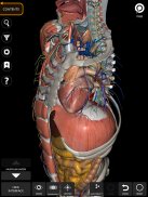 Anatomía - Atlas 3D screenshot 11