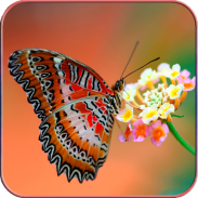 HD Butterfly Wallpaper screenshot 8