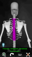 Osseous System in 3D (Anatomy) screenshot 6