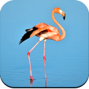 Flamingo Wallpaper HD