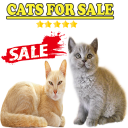 Best kittens for sale Icon