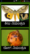 Pomegranate - IPM screenshot 1
