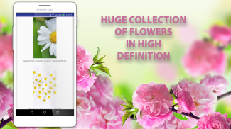Flower live Wallpaper screenshot 6