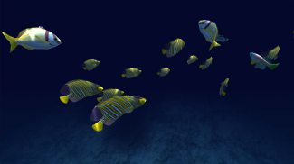 Fish Schooling VR screenshot 4
