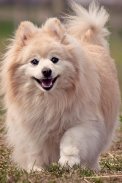 Pomeranian Wallpapers screenshot 11