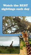 WildEarth TV - Nature Safari screenshot 7