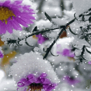 Snowy Purple Flower LWP screenshot 3