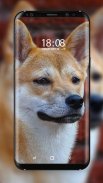 Shiba Inu Wallpaper screenshot 3