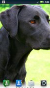Lovable Labradors Live Wallpaper screenshot 4
