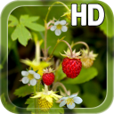 Forest Berry LWP Icon