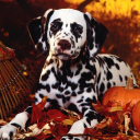 Dalmatian Dog HD Image Icon