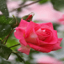 Rainy Pink Rose LWP