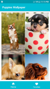 Cute puppies wallpaper hd screenshot 1