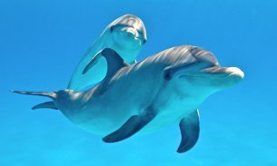Дельфины живые обои screenshot 5