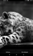 Snow Leopard Live Wallpaper screenshot 1