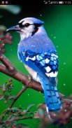Птицы звучат мелодии и обои screenshot 7