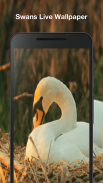 Cisnes Fondo Animado screenshot 3