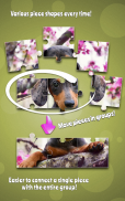 Cute Dogs Jigsaw Puzzle screenshot 2