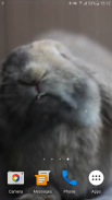 Rabbit Licks Your Screen LWP screenshot 1