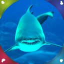 requins vivent fonds d'écran Icon