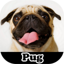 Pug Stickers Icon