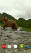Bear 4K Video Live Wallpaper screenshot 2