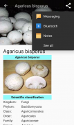 Cogumelos comestíveis - fotos screenshot 2