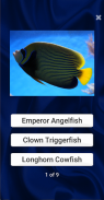 Fish Quiz screenshot 4