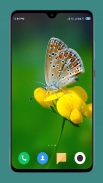 HD Butterfly Wallpaper screenshot 11