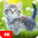 Papéis de parede com gatos 4K icon