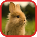 Cute Rabbit Wallpapers Icon