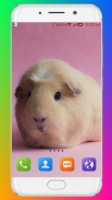 Guinea Pig Wallpaper screenshot 6