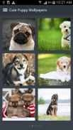 Cute Puppy Wallpapers screenshot 2