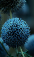 Allium Flowers Beauty screenshot 2