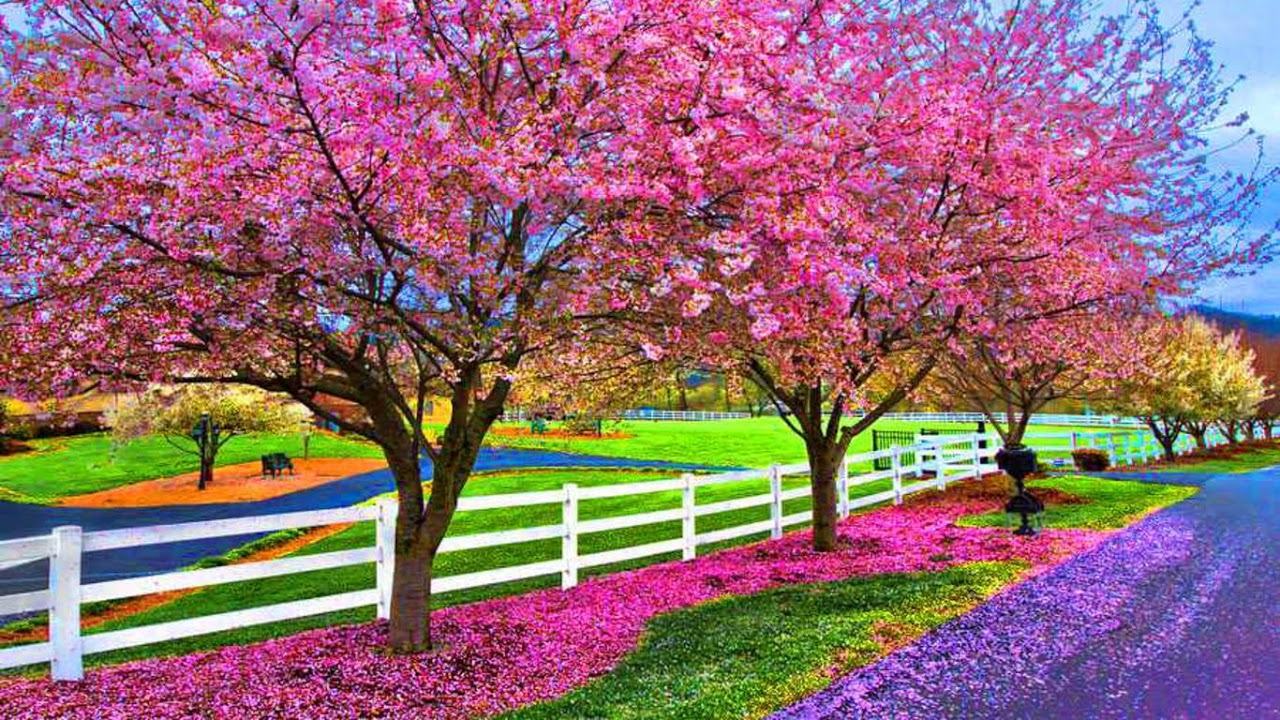 390+ Spring wallpapers HD | Download Free backgrounds