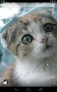 Scottish Fold Cat LWP screenshot 1