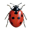 European Ladybirds