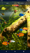 Aquarium Fish Live Wallpaper screenshot 6