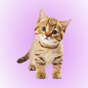 Cat klankbord Icon