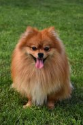 Pomeranian Wallpapers screenshot 9