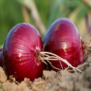 Cultivation Onion