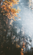 Forest Wallpapers HD (backgrounds & themes) screenshot 0