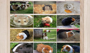 Hamster Puzzle- just beautiful pictures jigsaw screenshot 1